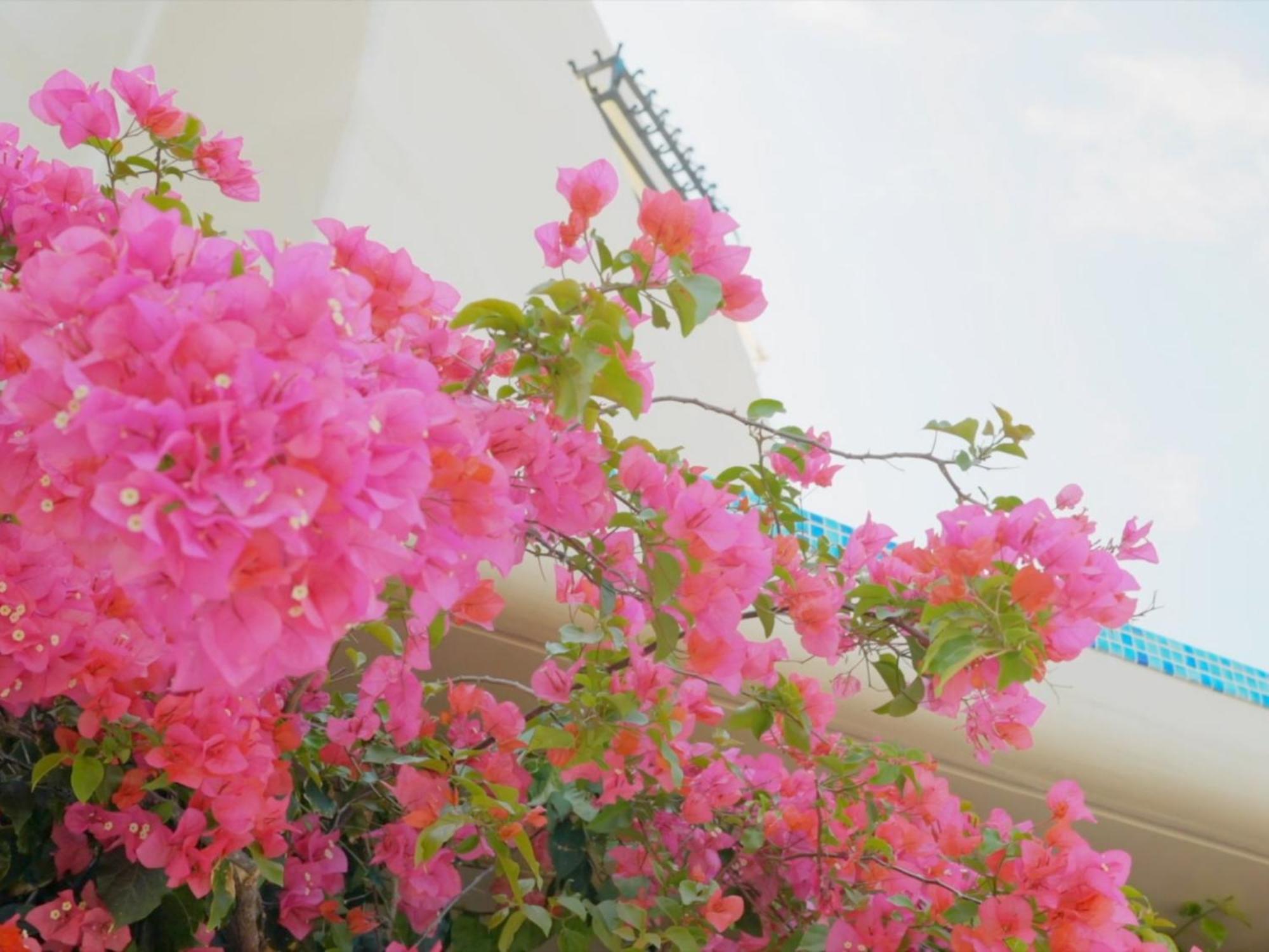 Yuki Suite Kourijima Nakijin Dış mekan fotoğraf